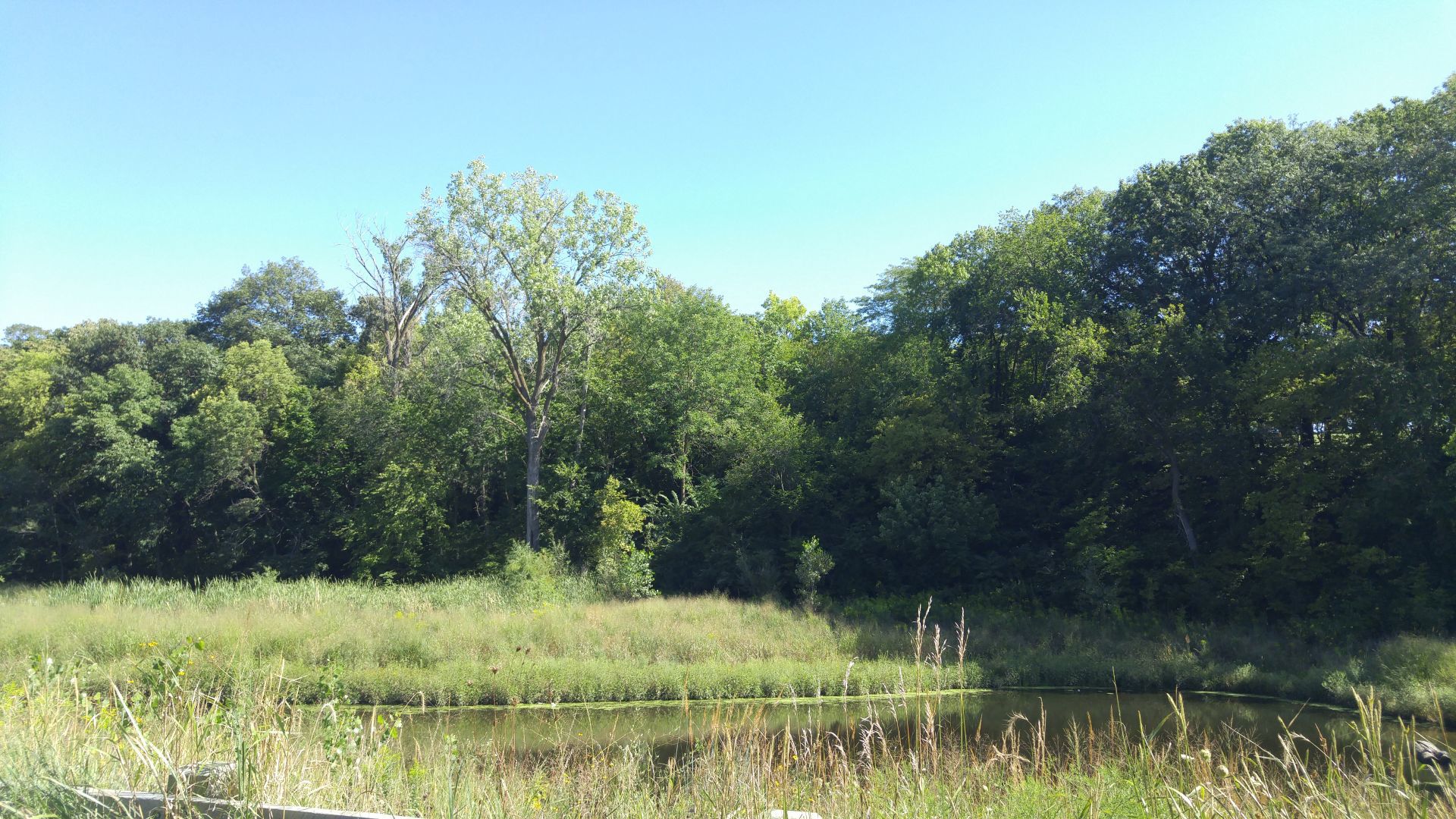 springlake